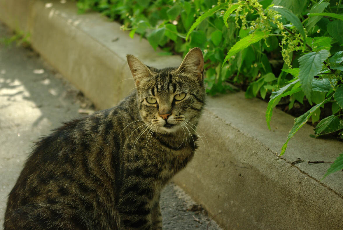 Дворовая кошка. Полосатый кот беспородный. Дворовый кот. Коты обычные дворовые. Полосатые дворовые коты.