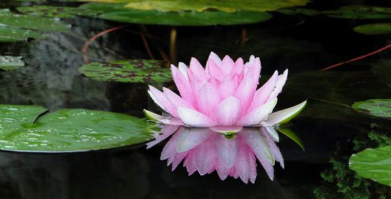 индийский или орехоносный лотос