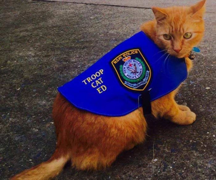 Источник: @NSWPolice