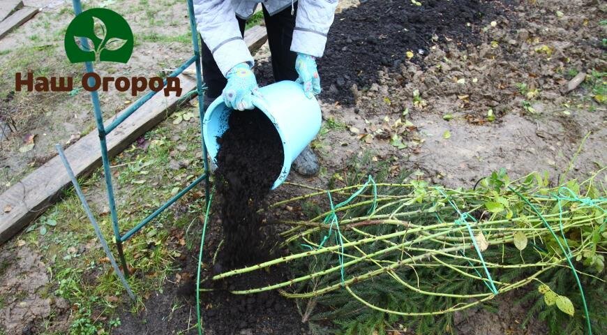 Готовим розы к зимовке.