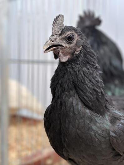 черная курица