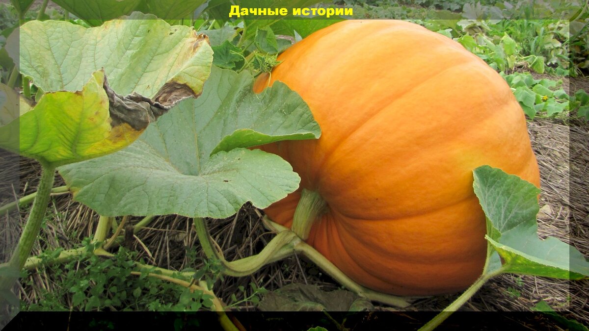 Тыква когда убирать с огорода на зиму. Когда можно убирать тыкву с грядки. Как растет тыква на грядке фото. Когда нужно садить тыкву и когда убирать. Когда нужно убирать тыкву в КБР