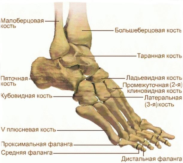                                                        изображение взято из свободного доступа