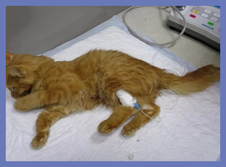 Примерно так всё было и у Лёвушки. Только капали нас в переднюю лапку.