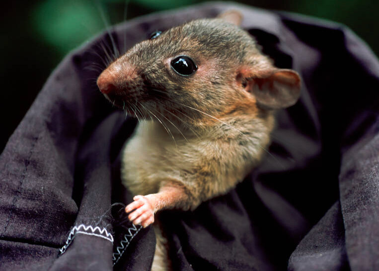 Флоридский лесной хомяк.