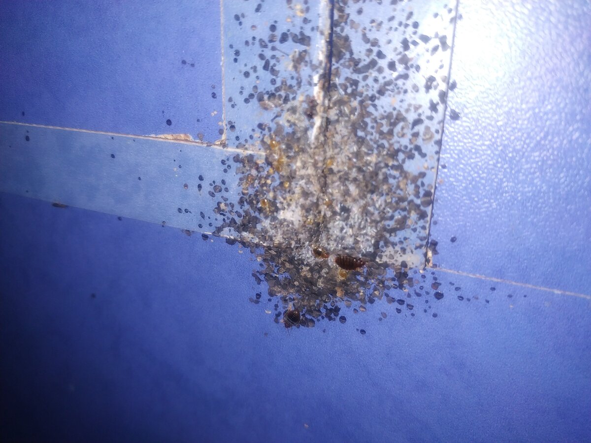 Чёткий пример клоповного рассадника, присвоено звание запущенная стадия.На фото виден яркий очаг кровососущих паразитов. Белые яйца , и взрослые особи. При такой стадии необходимо проводить две дез обработки, промежутке 10-14 дней, дождавшись формирования нового поколения (нимф). Когда хозяин квартиры приехал навестить квартирантов, его не захотели впускать в комнаты, под предлогом там спят. В итоги пришлось утилизировать зараженную кровать - 24.000 т.р диван-трансформер - 30.000 т.р Переклейка не пригодных обоев 15.000 т.р включая материал. Под контролем дезинсектора службы удалось добиться полной ликвидации клопов. Вам бесплатный звонок по России. 8 800 301 7079