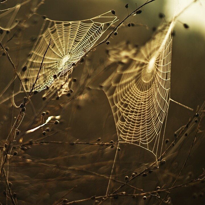https://cdn.pixabay.com/photo/2016/09/21/11/05/cobweb-1684549_960_720.jpg