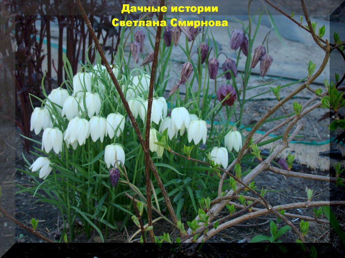 Рябчик белый и шахматный.  https://vk.com/photo-159774511_457242651