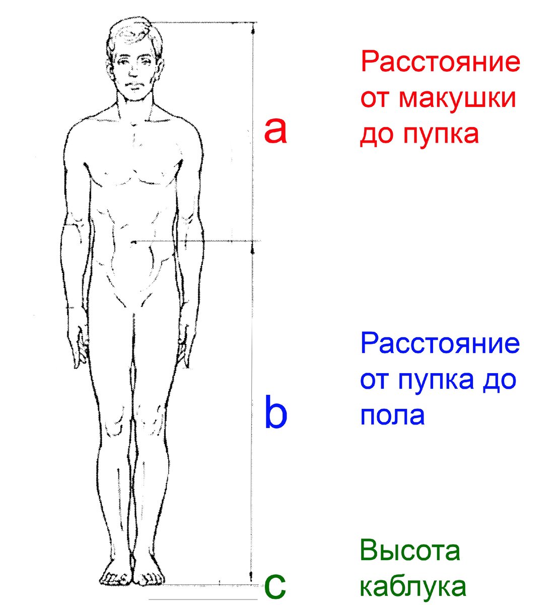 Фигура человека рисунок пропорции