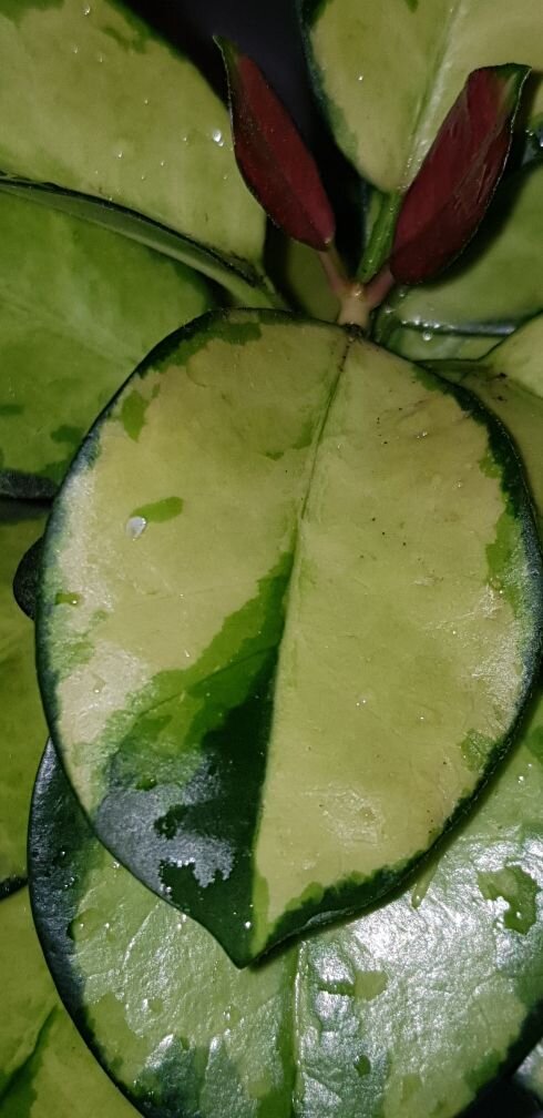 Личные фото