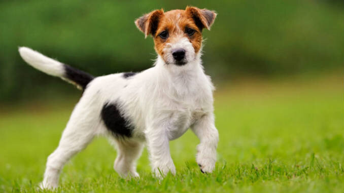 Джек Рассел Терьер. Фото взято с https://sobaky.info/wp-content/uploads/2018/01/07-2.jpg.