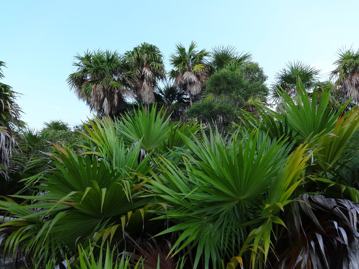 Прекрасный остров Кайо-Ларго. Октябрь месяц. 