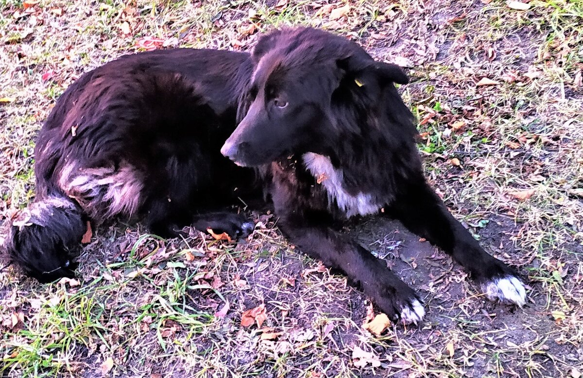 Фото из личного архива. Эта собака живет в нашем дворе. Многие жильцы ее кормят. Возможно, когда-нибудь настанет время и она, так же как Борман станет сторожем чьей-то квартиры.