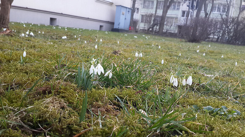 Придомная территория. Гданьск. 
