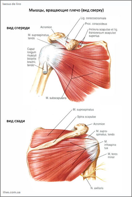 Изображение с сайта https://laesus-de-liro.livejournal.com/69241.html