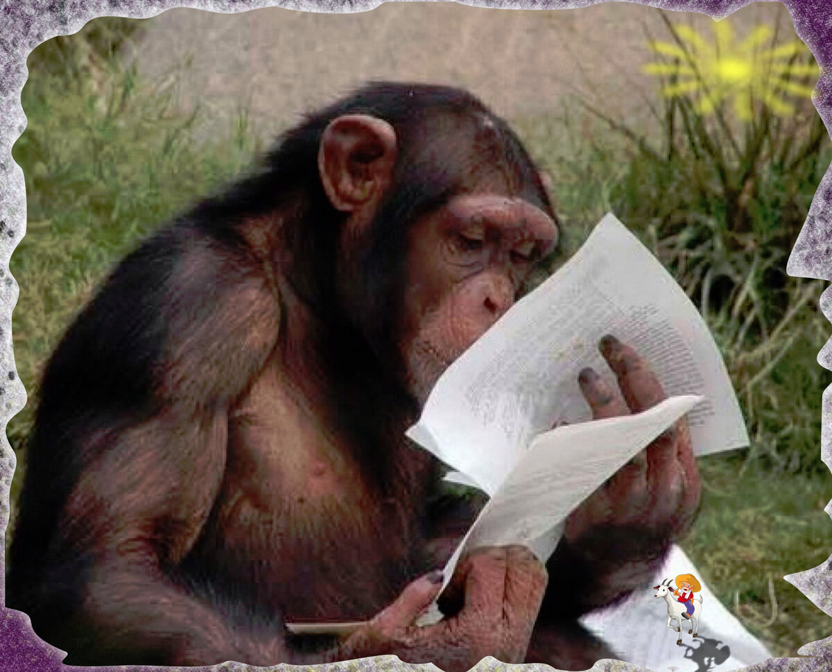 Когда прочитал инструкцию обезьяна