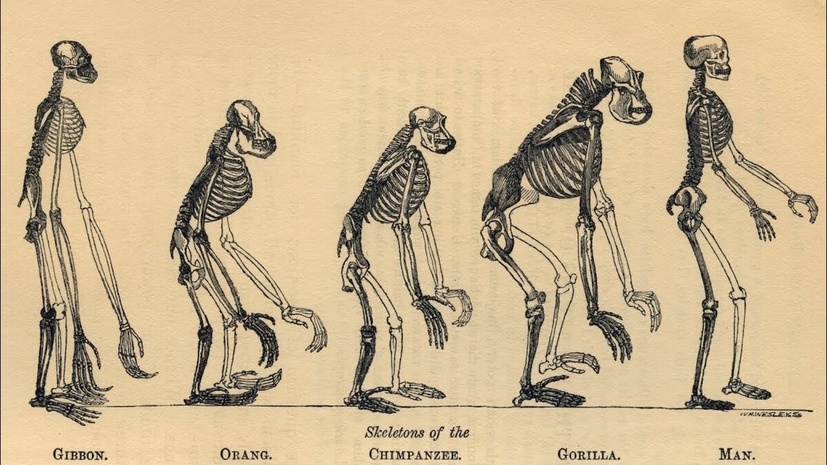 Антропогенез Дарвин. Эволюция человекообразных обезьян. Эволюционная антропология Дарвин. Скелет гиббона.