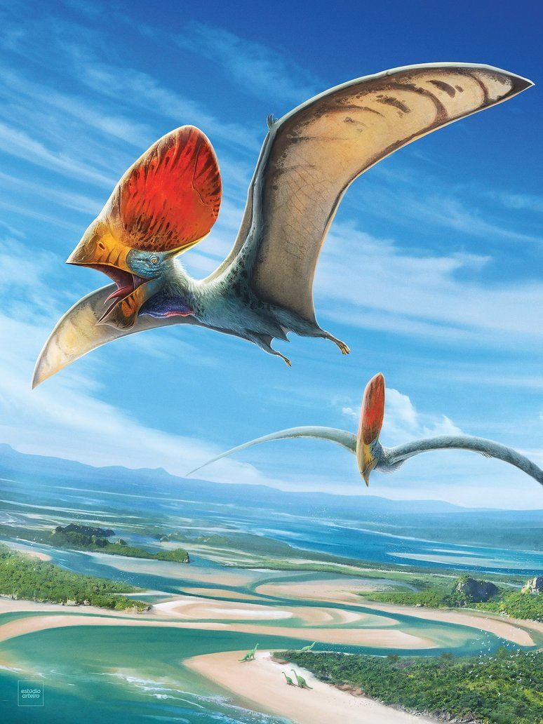 Рисунок  Tupandactylus 