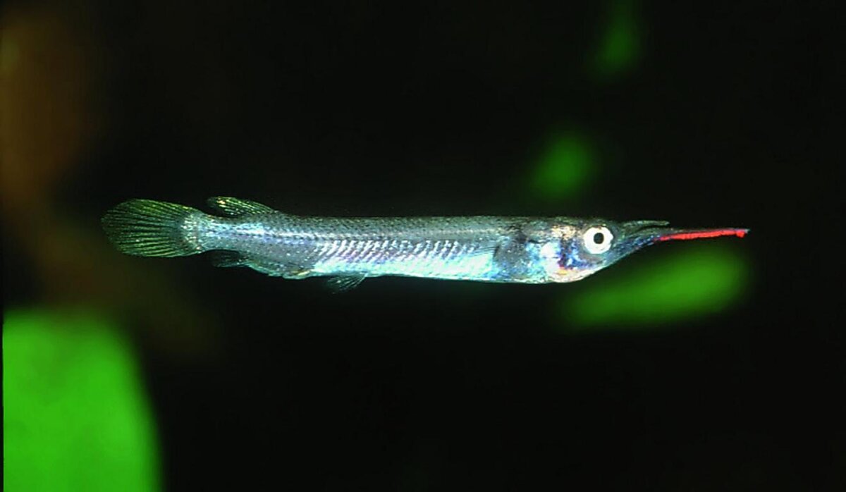 дермогенис Источник.Яндекс.Картинки.