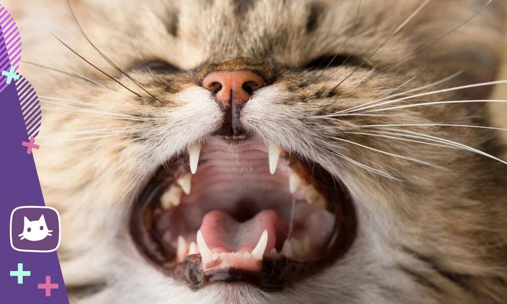 😾У кошки пахнет изо рта: причины и что делать | Нос, хвост, лапы | Дзен