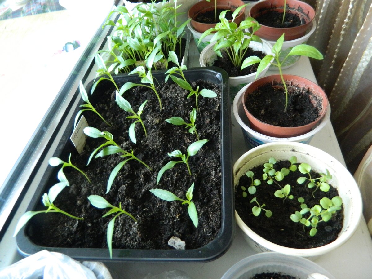 Эти перчики уже распикированы. Они немного наклоняются в сторону света. Но скоро я вынесу их на балкон!