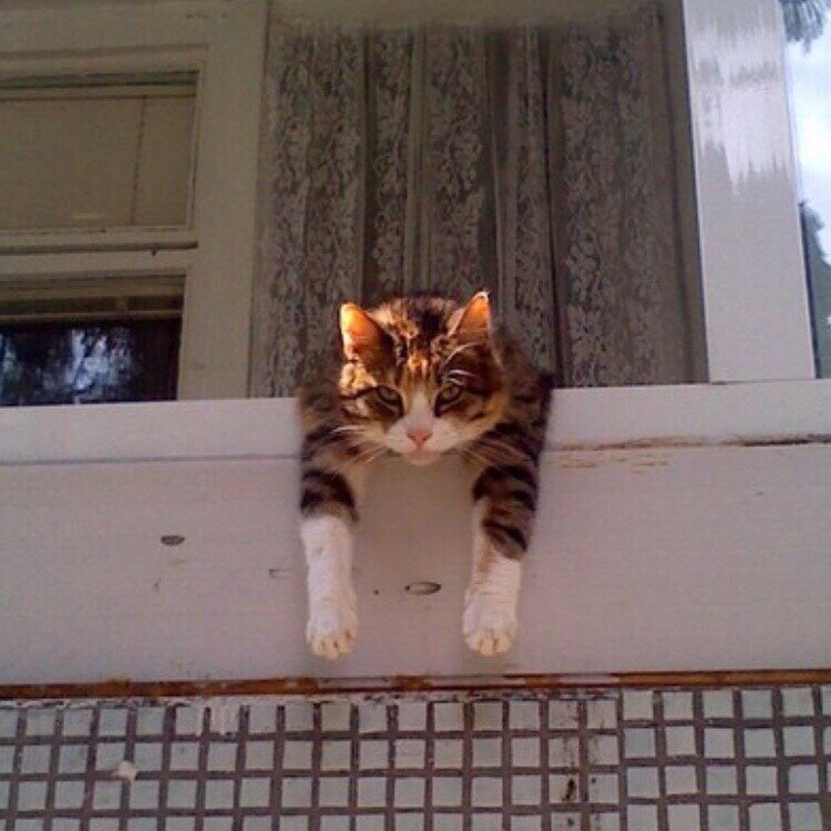 Позитив на карантине. Злой кот на балконе. Два человека кота на балконе. Почему кот всегда бежит на балкон. С кошкой на балконе changed.