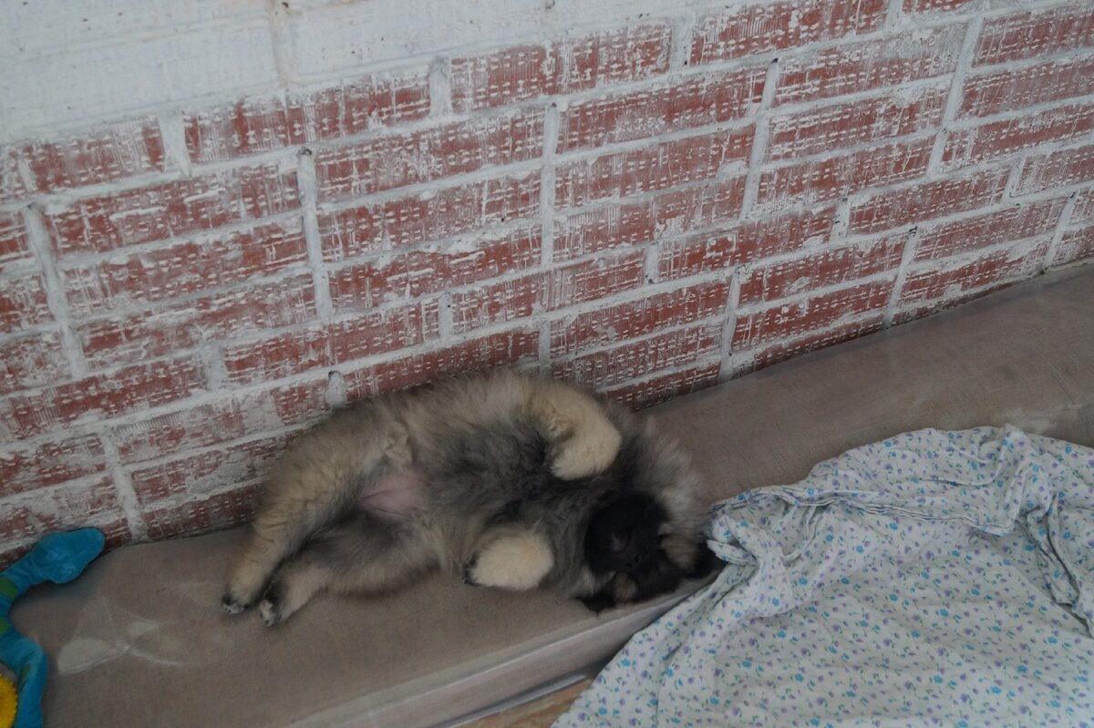 Наша малышка. Пузик еще голенький. 2016г.