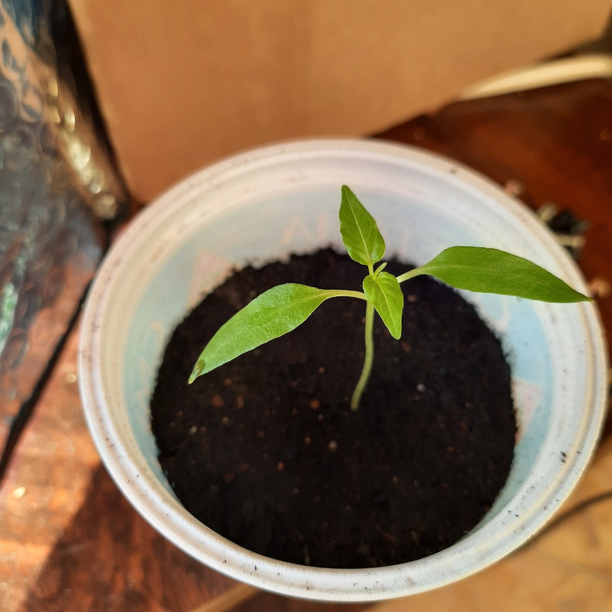 фото автора. Перчик штопор, острый как кинжал))