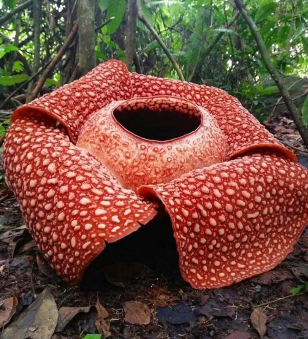 Самое большое растение. Раффлезия Арнольди Rafflesia arnoldii. Растение-паразит раффлезия Арнольди. Раффлезия Арнольди самый большой цветок в мире. Аморфофаллус титанический раффлезия Арнольди.