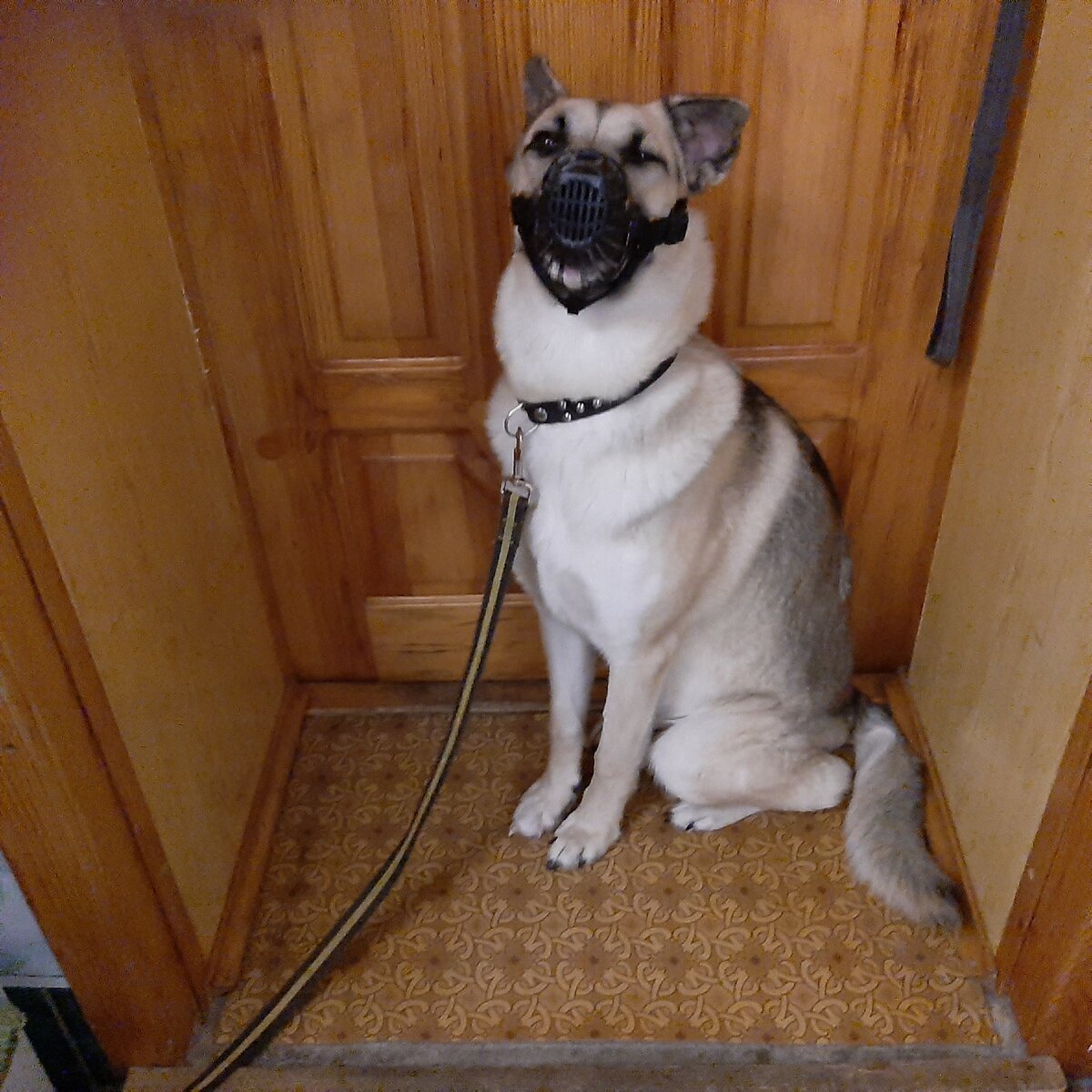 Лаки к прогулке готова. Фото автора