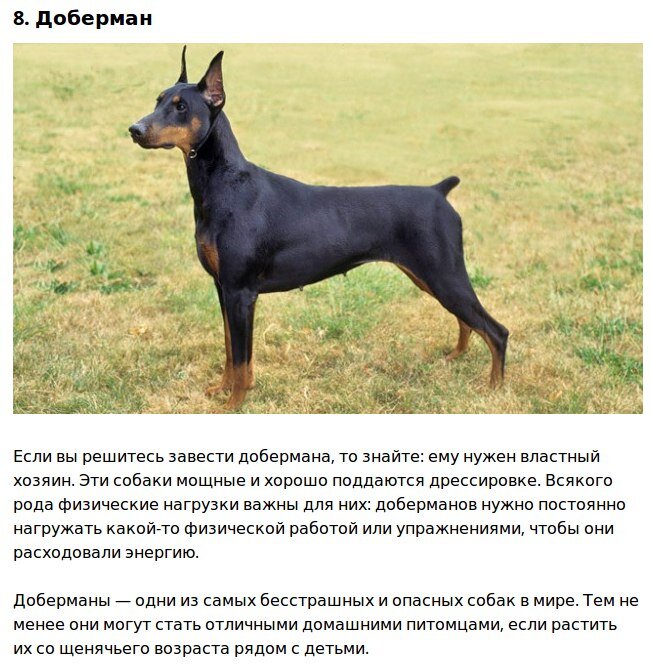 Породы которые поддаются дрессировке. Родезийский риджбек с хозяином. Чистокровный ротвейлер. Бигль порода бигль. Австралийская овчарка поведение.