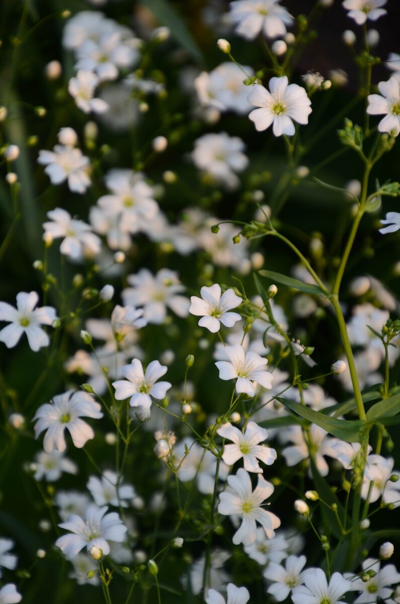 Фото из личного архива автора. Я, подобно герою-рассказчику, любуюсь этими скромными цветочками, но названия не знаю. Может, кто-нибудь подскажет?