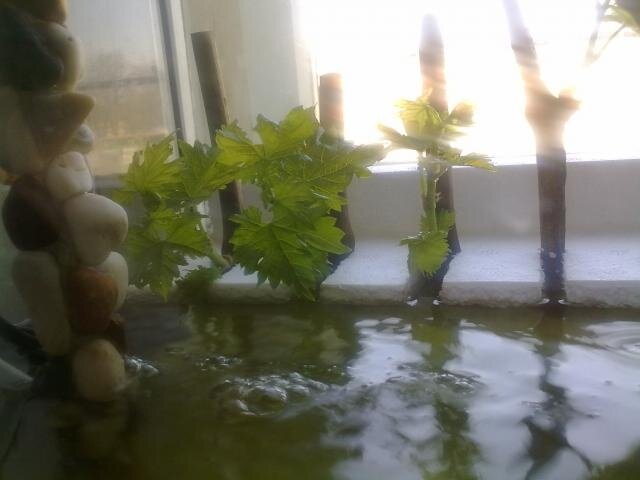 виноград в аквариуме.