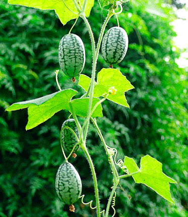 Картинка из интернета