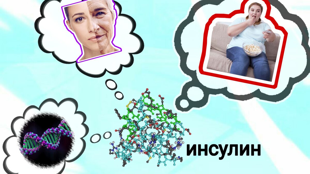 Факторы влияния на уровень инсулина:  лишний вес, гиподинамия, генетический риск, возраст