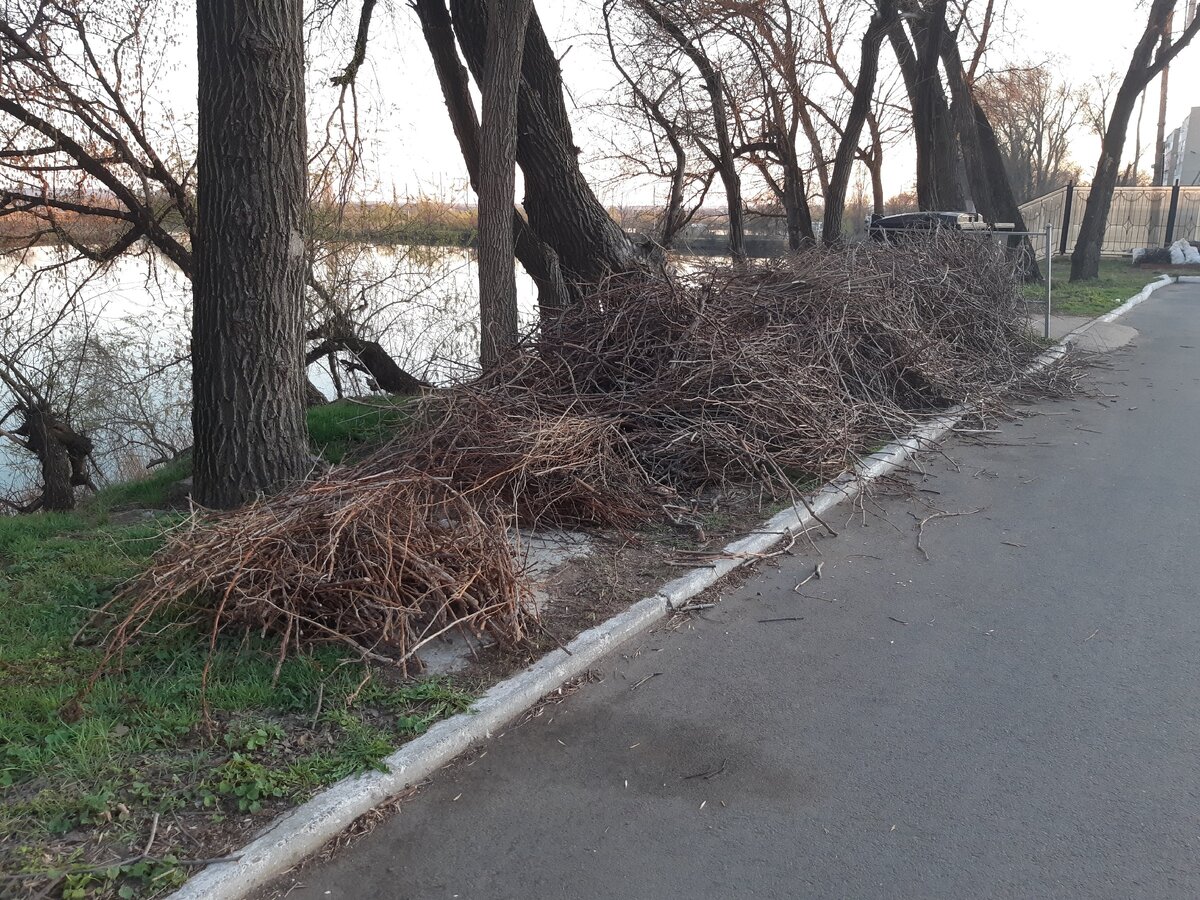 Очень большая кушка виноградной лозы. Было, что выбрать!