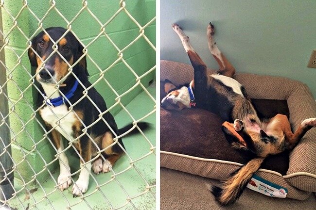 Стоит ли взять собаку из приюта? Плюсы и минусы выбора четвероногого друга