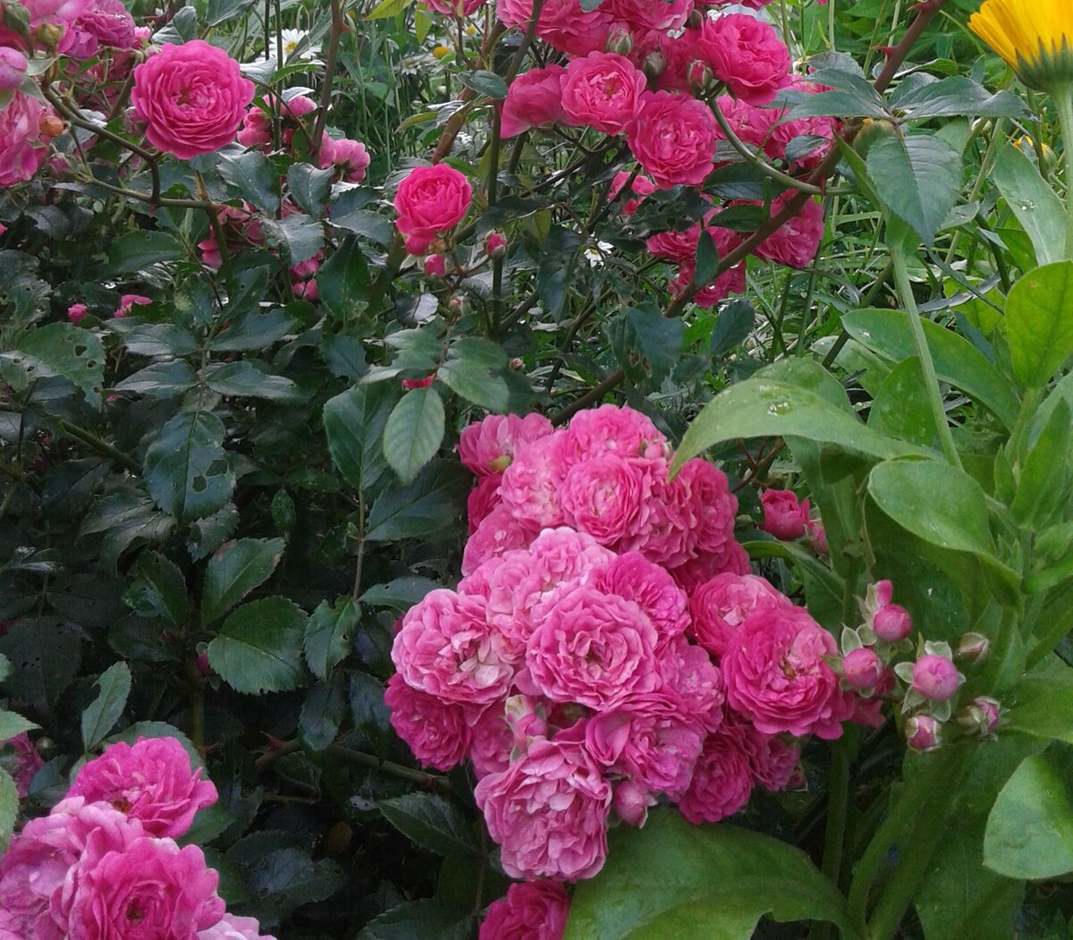 Наша почвопокровная роза.