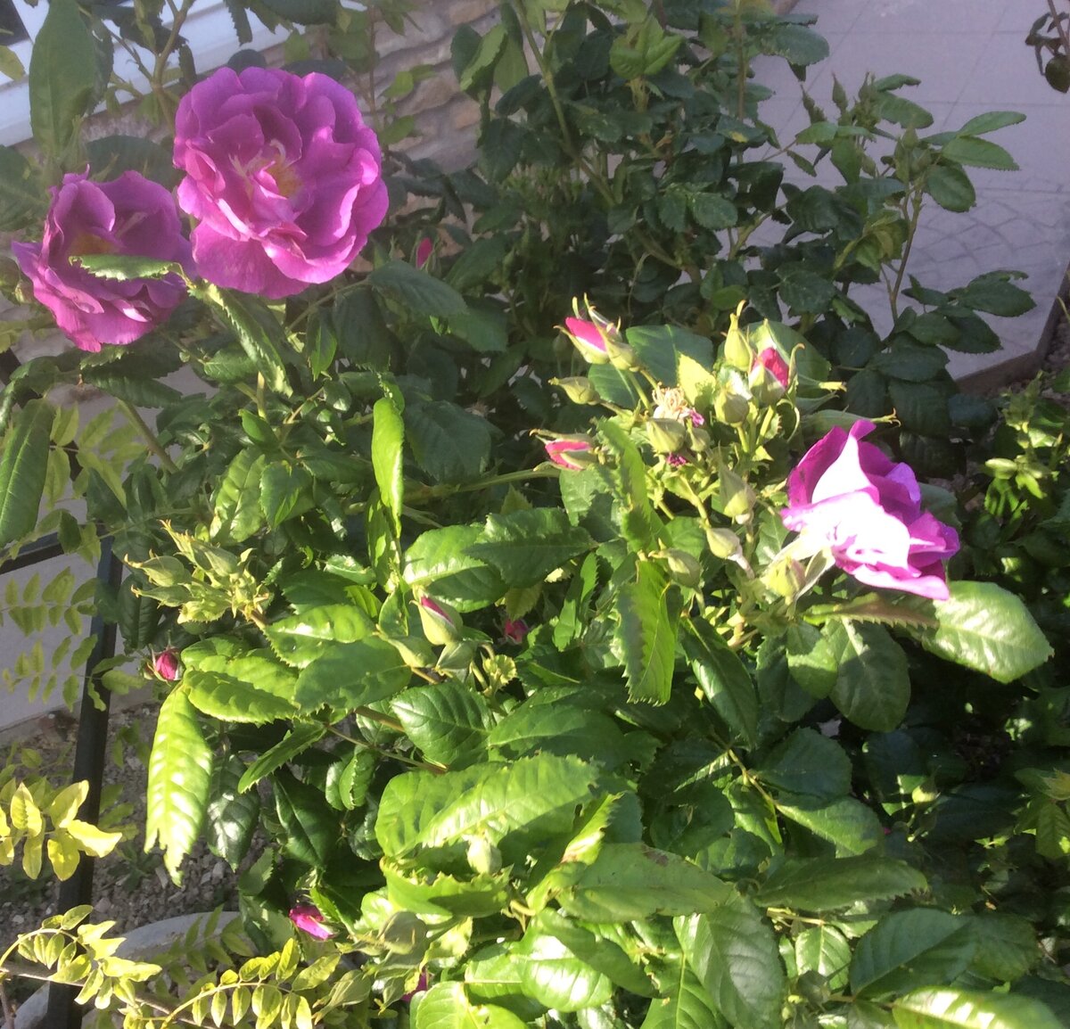 Рапсодия ин блю. Голубой мускусный гибрид. Зацветает самый первый. Портрет его первого цветка уже публиковала, но теперь очевидно, что будет весь усыпан цветами - и это на долго: в бутонах с ног головы