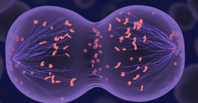 Деление клетки