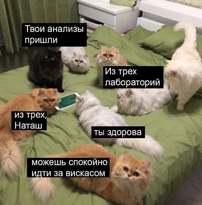 котики посылают Наташу за кормом)