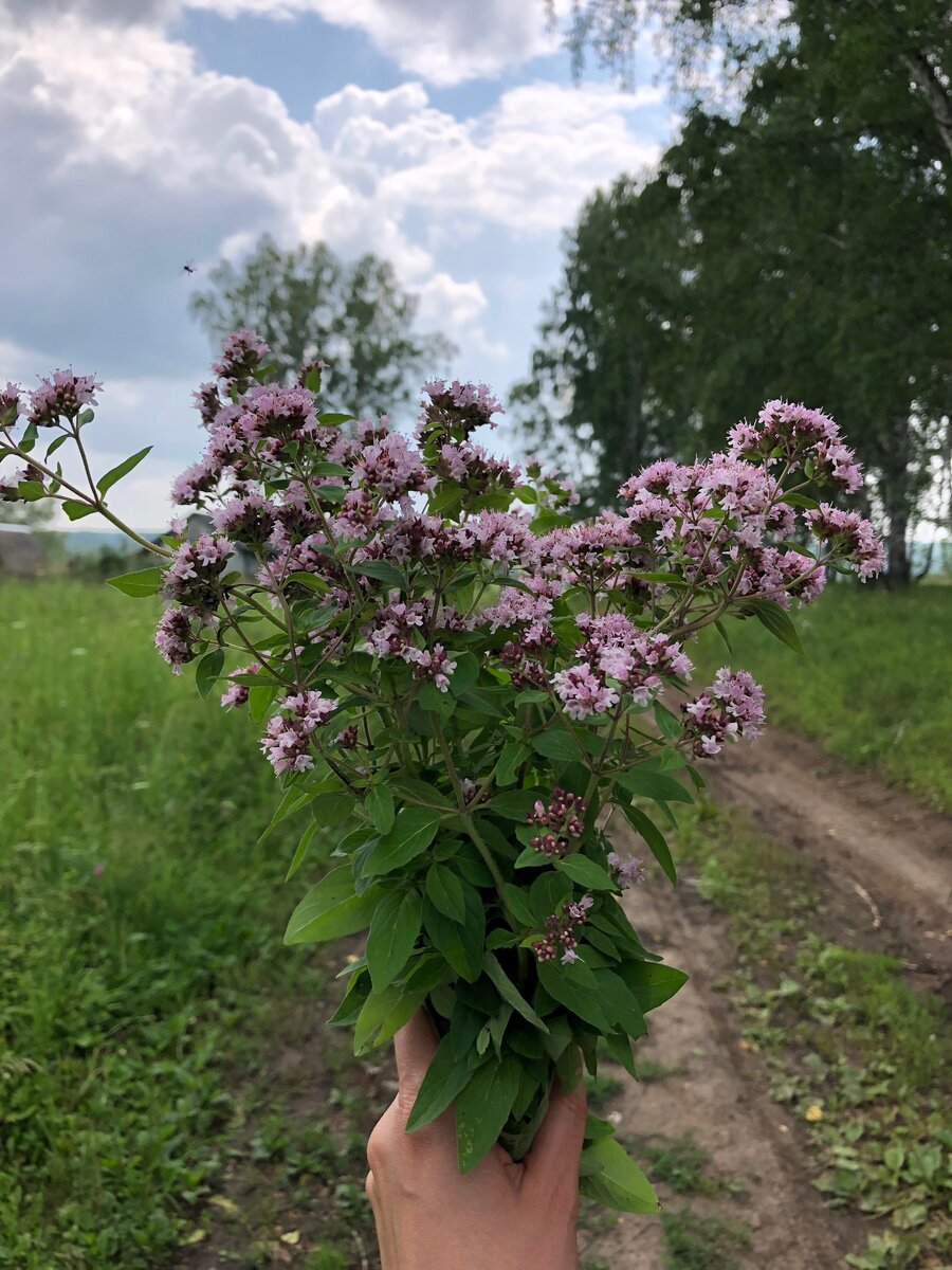 Трава душицы обыкновенной