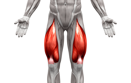 Квадрицепсы. Источник: https://yandex.ru/images/search