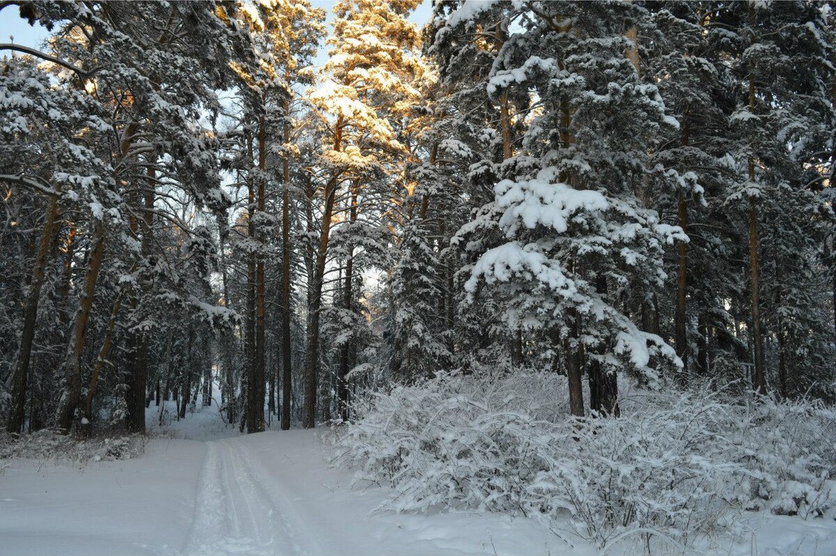 Фото автора. Зимний бор.