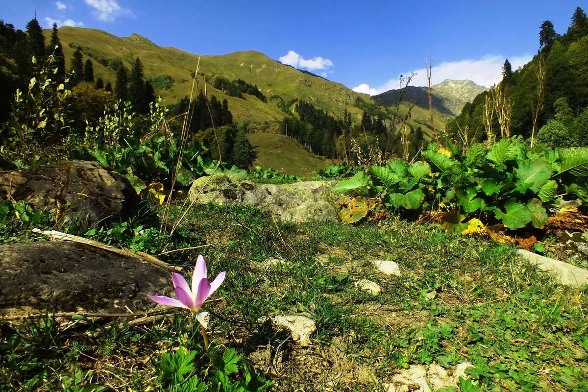 Альпийские луга абхазия фото