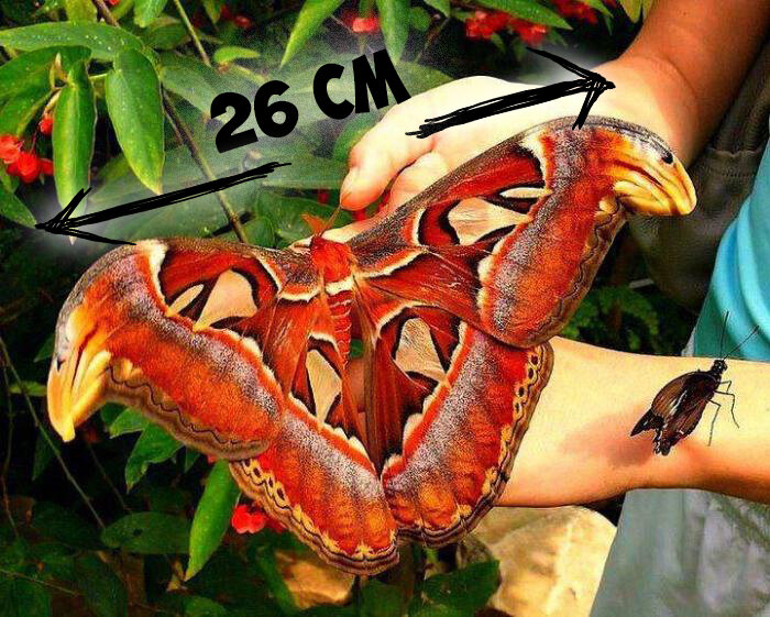 Размах ее крыльев может достигать 26 см., Бабочка относится к сумеречному виду. Она летает поздно вечером и ранним утром, за что получили еще одно звучное прозвище — «Князь тьмы».