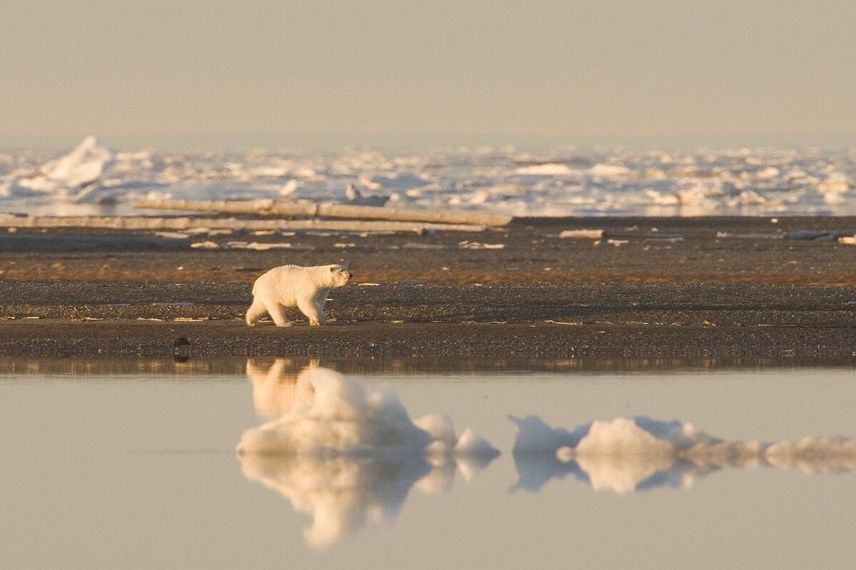 Полярный медведь, https://pixabay.com/ru/