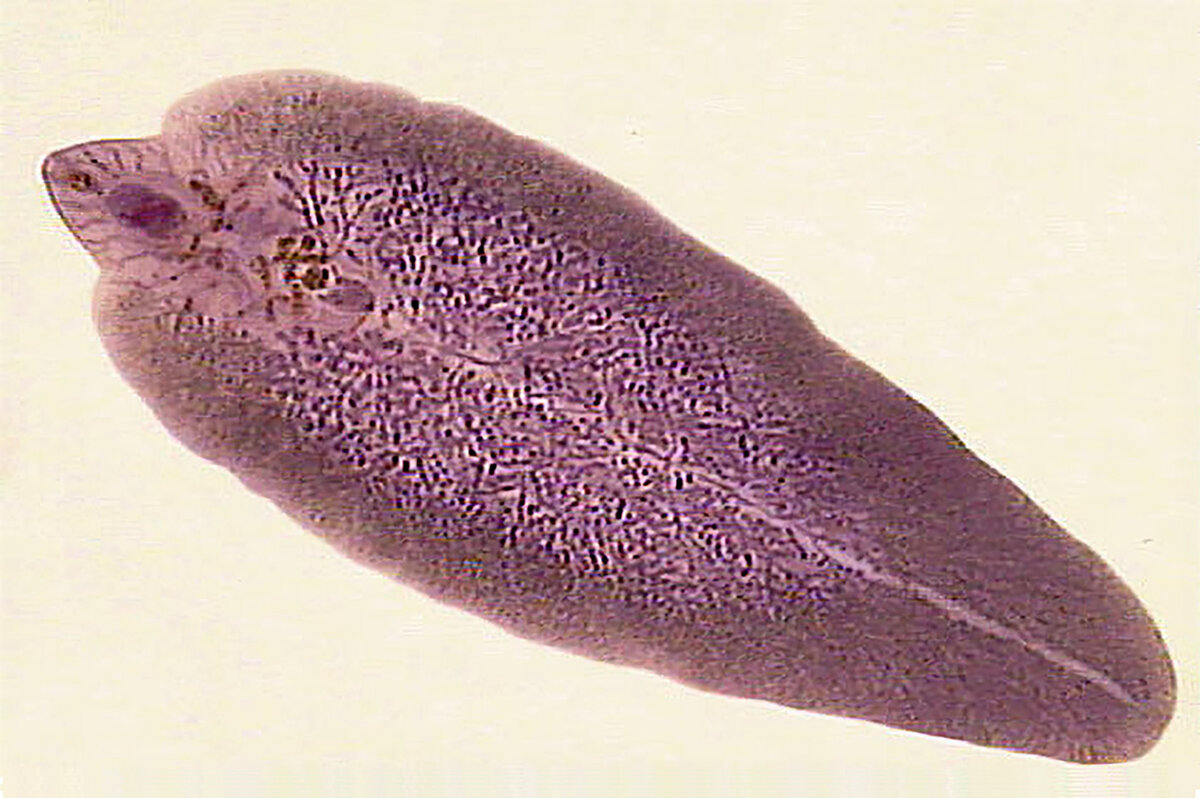 Червь сосальщик. Трематоды Fasciola hepatica. Плоские черви печеночные сосальщики. Червь печеночный сосальщик. Черви паразиты сосальщики.