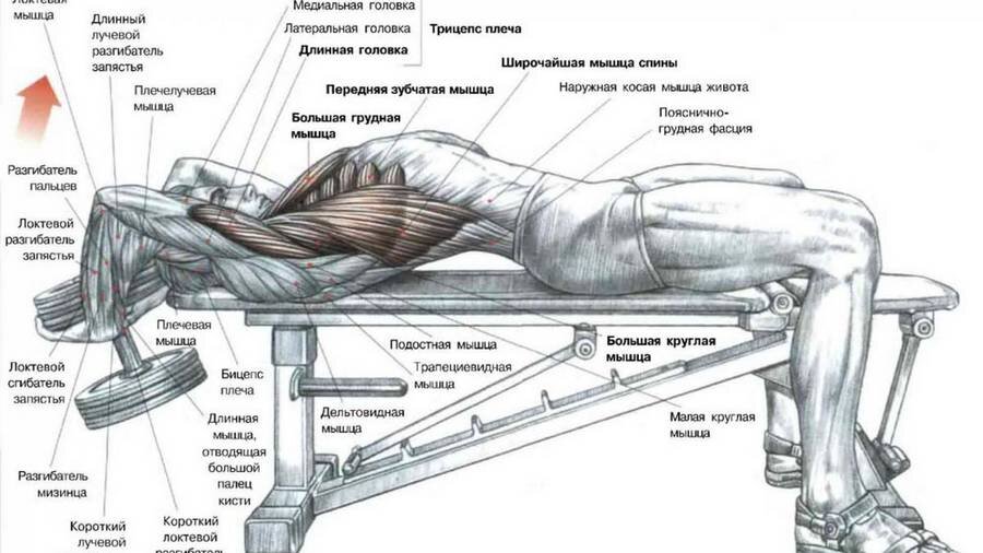 Десять лучших упражнений для построения мощных грудных мышц!