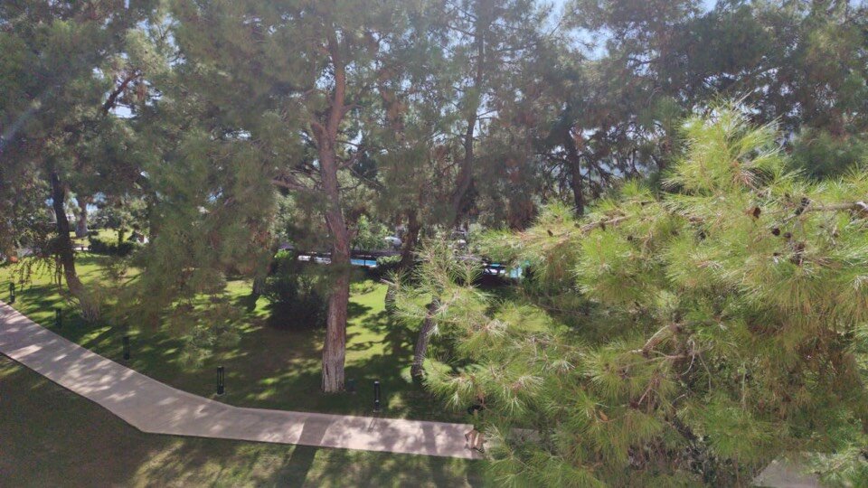 Сосновый бор, Кемер, Турция, конец ктября 2020